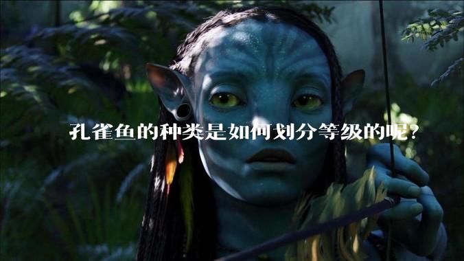 孔雀鱼的种类是如何划分等级的呢？